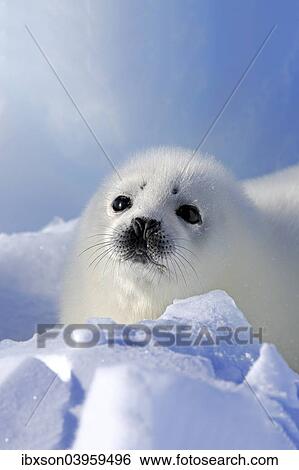 "Harp Seal or Saddleback Seal (Pagophilus groenlandicus, Phoca groenlandica) pup on pack ice, Magdalen Islands, Gulf of Saint Lawrence, Quebec, Canada, North America" View Large Photo Image Stock Photograph - "Harp Seal or Saddleback Seal (Pagophilus groenlandicus, Phoca groenlandica) pup on pack ice, Magdalen Islands, Gulf of Saint Lawrence, Quebec, Canada, North America". Fotosearch