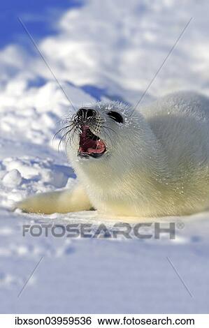 Stock Photograph - "Harp Seal or Saddleback Seal (Pagophilus groenlandicus, Phoca groenlandica), pup on pack ice, Magdalen Islands, Gulf of Saint Lawrence, Quebec, Canada, North America". Fotosearch