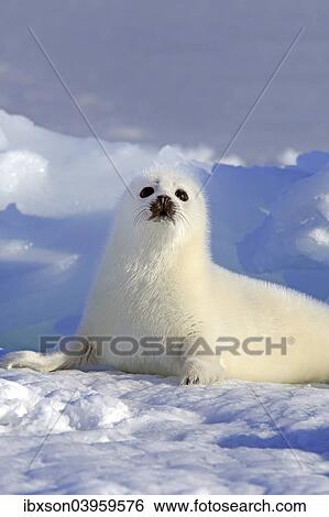 "Harp Seal or Saddleback Seal (Pagophilus groenlandicus, Phoca groenlandica), pup on pack ice, Magdalen Islands, Gulf of Saint Lawrence, Quebec, Canada, North America" View Large Photo Image Stock Photograph - "Harp Seal or Saddleback Seal (Pagophilus groenlandicus, Phoca groenlandica), pup on pack ice, Magdalen Islands, Gulf of Saint Lawrence, Quebec, Canada, North America". Fotosearch