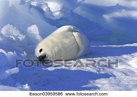 "Harp Seal or Saddleback Seal (Pagophilus groenlandicus, Phoca groenlandica) pup on pack ice, Magdalen Islands, Gulf of Saint Lawrence, Quebec, Canada, North America" View Large Photo Image Stock Photograph - "Harp Seal or Saddleback Seal (Pagophilus groenlandicus, Phoca groenlandica) pup on pack ice, Magdalen Islands, Gulf of Saint Lawrence, Quebec, Canada, North America". Fotosearch