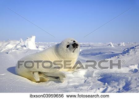 "Harp Seal or Saddleback Seal (Pagophilus groenlandicus, Phoca groenlandica), pup on pack ice, Magdalen Islands, Gulf of Saint Lawrence, Quebec, Canada, North America" View Large Photo Image Stock Photograph - "Harp Seal or Saddleback Seal (Pagophilus groenlandicus, Phoca groenlandica), pup on pack ice, Magdalen Islands, Gulf of Saint Lawrence, Quebec, Canada, North America". Fotosearch