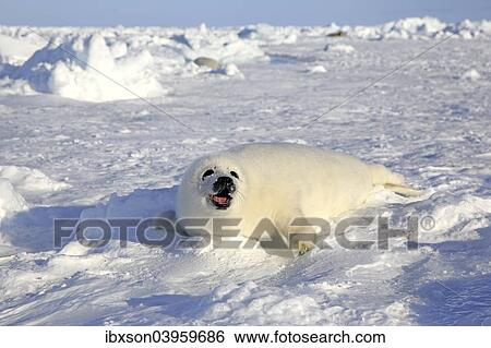 "Harp Seal or Saddleback Seal (Pagophilus groenlandicus, Phoca groenlandica), pup on pack ice, Magdalen Islands, Gulf of Saint Lawrence, Quebec, Canada, North America" View Large Photo Image Stock Photograph - "Harp Seal or Saddleback Seal (Pagophilus groenlandicus, Phoca groenlandica), pup on pack ice, Magdalen Islands, Gulf of Saint Lawrence, Quebec, Canada, North America". Fotosearch