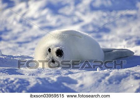 "Harp Seal or Saddleback Seal (Pagophilus groenlandicus, Phoca groenlandica) pup on pack ice, Magdalen Islands, Gulf of Saint Lawrence, Quebec, Canada, North America" View Large Photo Image Stock Photography - "Harp Seal or Saddleback Seal (Pagophilus groenlandicus, Phoca groenlandica) pup on pack ice, Magdalen Islands, Gulf of Saint Lawrence, Quebec, Canada, North America". Fotosearch