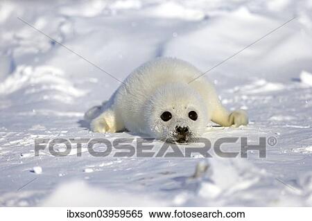 "Harp Seal or Saddleback Seal (Pagophilus groenlandicus, Phoca groenlandica), pup on pack ice, Magdalen Islands, Gulf of Saint Lawrence, Quebec, Canada, North America" View Large Photo Image Stock Photography - "Harp Seal or Saddleback Seal (Pagophilus groenlandicus, Phoca groenlandica), pup on pack ice, Magdalen Islands, Gulf of Saint Lawrence, Quebec, Canada, North America". Fotosearch