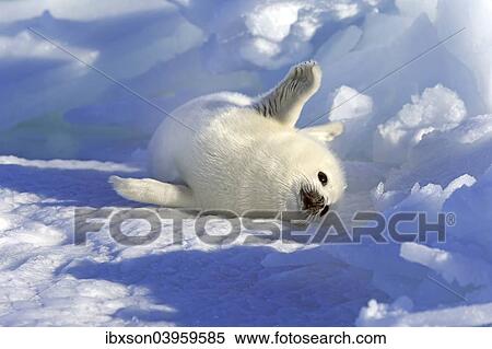 Stock Photography - "Harp Seal or Saddleback Seal (Pagophilus groenlandicus, Phoca groenlandica) pup on pack ice, Magdalen Islands, Gulf of Saint Lawrence, Quebec, Canada, North America". Fotosearch