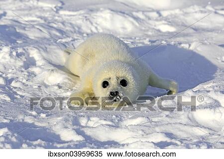 "Harp Seal or Saddleback Seal (Pagophilus groenlandicus, Phoca groenlandica) pup on pack ice, Magdalen Islands, Gulf of Saint Lawrence, Quebec, Canada, North America" View Large Photo Image Stock Photography - "Harp Seal or Saddleback Seal (Pagophilus groenlandicus, Phoca groenlandica) pup on pack ice, Magdalen Islands, Gulf of Saint Lawrence, Quebec, Canada, North America". Fotosearch