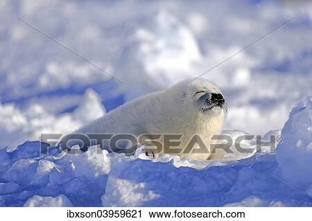 "Harp seal (Pagophilus groenlandicus) pup sleeping on ice, Magdalen Islands, Gulf of St. Lawrence, Quebec Province, Canada, North America" View Large Photo Image Stock Image - "Harp seal (Pagophilus groenlandicus) pup sleeping on ice, Magdalen Islands, Gulf of St. Lawrence, Quebec Province, Canada, North America". Fotosearch