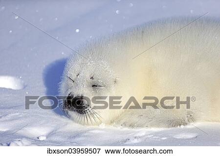 "Harp seal (Pagophilus groenlandicus) pup sleeping on ice, Magdalen Islands, Gulf of St. Lawrence, Quebec Province, Canada, North America" View Large Photo Image Stock Photo - "Harp seal (Pagophilus groenlandicus) pup sleeping on ice, Magdalen Islands, Gulf of St. Lawrence, Quebec Province, Canada, North America". Fotosearch