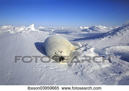 "Harp seal (Pagophilus groenlandicus) pup sleeping on ice, Magdalen Islands, Gulf of St. Lawrence, Quebec Province, Canada, North America" View Large Photo Image Stock Photography - "Harp seal (Pagophilus groenlandicus) pup sleeping on ice, Magdalen Islands, Gulf of St. Lawrence, Quebec Province, Canada, North America". Fotosearch
