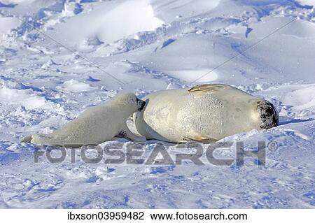 "Harp Seals or Saddleback Seals (Pagophilus groenlandicus, Phoca groenlandica), adult female with pup suckling, on pack ice, Magdalen Islands, Gulf of Saint Lawrence, Quebec, Canada, North America" View Large Photo Image Stock Image - "Harp Seals or Saddleback Seals (Pagophilus groenlandicus, Phoca groenlandica), adult female with pup suckling, on pack ice, Magdalen Islands, Gulf of Saint Lawrence, Quebec, Canada, North America". Fotosearch