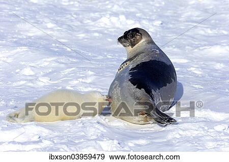 Stock Photo - "Harp Seals or Saddleback Seals (Pagophilus groenlandicus, Phoca groenlandica), adult female with pup suckling, on pack ice, Magdalen Islands, Gulf of Saint Lawrence, Quebec, Canada, North America". Fotosearch