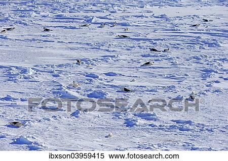 "Harp Seals or Saddleback Seals (Pagophilus groenlandicus, Phoca groenlandica), seal colony on pack ice, aerial view, Magdalen Islands, Gulf of Saint Lawrence, Quebec, Canada, North America" View Large Photo Image Stock Photography - "Harp Seals or Saddleback Seals (Pagophilus groenlandicus, Phoca groenlandica), seal colony on pack ice, aerial view, Magdalen Islands, Gulf of Saint Lawrence, Quebec, Canada, North America". Fotosearch