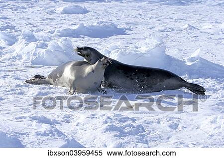 "Harp Seals or Saddleback Seals (Pagophilus groenlandicus, Phoca groenlandica), two adult females on pack ice, fighting, Magdalen Islands, Gulf of Saint Lawrence, Quebec, Canada, North America" View Large Photo Image Stock Photography - "Harp Seals or Saddleback Seals (Pagophilus groenlandicus, Phoca groenlandica), two adult females on pack ice, fighting, Magdalen Islands, Gulf of Saint Lawrence, Quebec, Canada, North America". Fotosearch