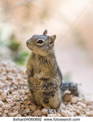 "Harris' Antelope Squirrel (Ammospermophilus harrisii), Bryce Canyon National Park, Utah, United States, North America" View Large Photo Image Stock Image - "Harris' Antelope Squirrel (Ammospermophilus harrisii), Bryce Canyon National Park, Utah, United States, North America". Fotosearch