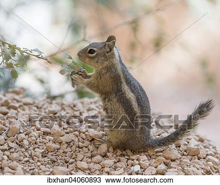 "Harris' Antelope Squirrel (Ammospermophilus harrisii), Bryce Canyon National Park, Utah, United States, North America" View Large Photo Image Stock Image - "Harris' Antelope Squirrel (Ammospermophilus harrisii), Bryce Canyon National Park, Utah, United States, North America". Fotosearch