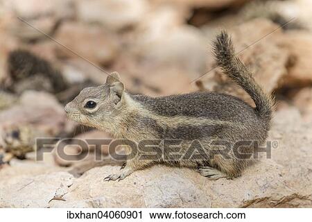 "Harris' Antelope Squirrel (Ammospermophilus harrisii), Bryce Canyon National Park, Utah, United States, North America" View Large Photo Image Stock Image - "Harris' Antelope Squirrel (Ammospermophilus harrisii), Bryce Canyon National Park, Utah, United States, North America". Fotosearch