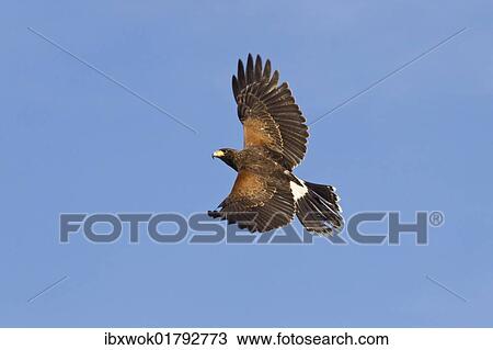 "Harris's hawk, dusky hawk (Parabuteo unicinctus), Central and South America" View Large Photo Image Stock Image - "Harris's hawk, dusky hawk (Parabuteo unicinctus), Central and South America". Fotosearch