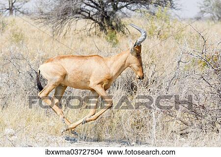 "Hartebeest (Alcelaphus buselaphus), running, Etosha National Park, Namibia, Africa" View Large Photo Image Picture - "Hartebeest (Alcelaphus buselaphus), running, Etosha National Park, Namibia, Africa". Fotosearch