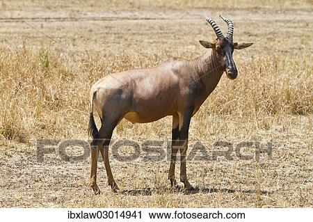 "Hartebeest (Alcelaphus buselaphus), Masai Mara, Rift Valley Province, Kenya, Africa" View Large Photo Image Stock Image - "Hartebeest (Alcelaphus buselaphus), Masai Mara, Rift Valley Province, Kenya, Africa". Fotosearch