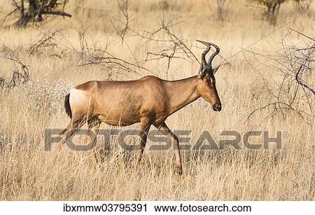 Stock Image - "Hartebeest (Alcelaphus buselaphus), Etosha National Park, Namibia, Africa". Fotosearch
