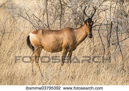 "Hartebeest (Alcelaphus buselaphus), Etosha National Park, Namibia, Africa" View Large Photo Image Stock Image - "Hartebeest (Alcelaphus buselaphus), Etosha National Park, Namibia, Africa". Fotosearch