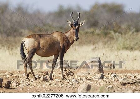 Stock Photograph - "Hartebeest (Alcelaphus buselaphus), Etosha National Park, Namibia, Africa". Fotosearch