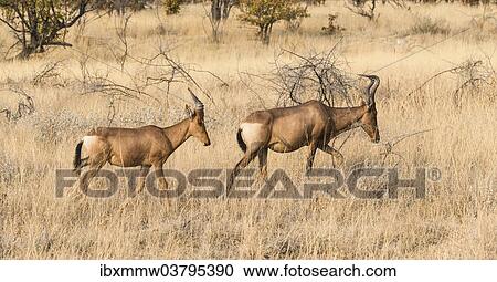 Stock Image - "Hartebeests (Alcelaphus buselaphus), Etosha National Park, Namibia, Africa". Fotosearch