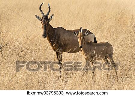 "Hartebeests (Alcelaphus buselaphus), Etosha National Park, Namibia, Africa" View Large Photo Image Stock Image - "Hartebeests (Alcelaphus buselaphus), Etosha National Park, Namibia, Africa". Fotosearch