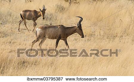 Stock Photo - "Hartebeests (Alcelaphus buselaphus), Etosha National Park, Namibia, Africa". Fotosearch
