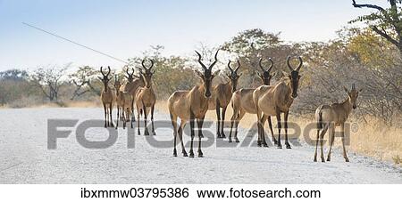 "Hartebeests (Alcelaphus buselaphus), herd, Etosha National Park, Namibia, Africa" View Large Photo Image Stock Photograph - "Hartebeests (Alcelaphus buselaphus), herd, Etosha National Park, Namibia, Africa". Fotosearch