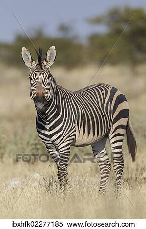 "Hartmann's Mountain zebra (Equus zebra hartmannae), Etosha National Park, Namibia, Africa" View Large Photo Image Stock Photography - "Hartmann's Mountain zebra (Equus zebra hartmannae), Etosha National Park, Namibia, Africa". Fotosearch