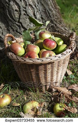 Harvested apples in a basket View Large Photo Image Stock Photography - Harvested apples in a basket. Fotosearch