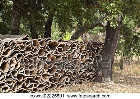 "Harvested bark of cork oaks (Quercus suber), Serra de Monchique, Algarve, Portugal, Europe" View Large Photo Image Stock Image - "Harvested bark of cork oaks (Quercus suber), Serra de Monchique, Algarve, Portugal, Europe". Fotosearch