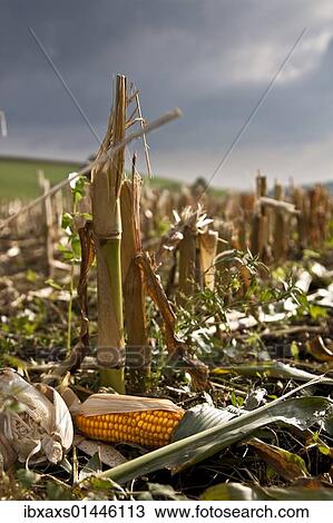 "Harvested corn field, corn cobs, autumn, Landkreis Konstanz county, Baden-Wuerttemberg, Germany, Europe" View Large Photo Image Stock Image - "Harvested corn field, corn cobs, autumn, Landkreis Konstanz county, Baden-Wuerttemberg, Germany, Europe". Fotosearch