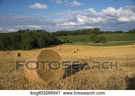 Stock Photo - "Harvested cornfield with bales of straw, near Sencenac-Puy-de-Fourches, Perigord, Dordogne, Aquitaine, France, Europe". Fotosearch