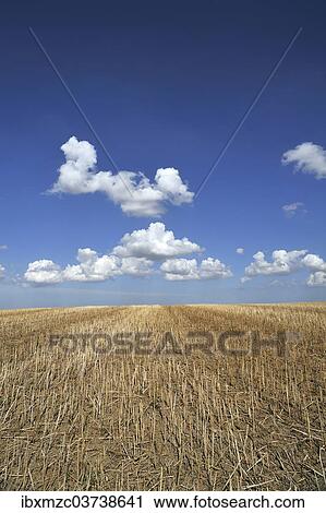 "Harvested field of canola (Brassica napus) with cloudy sky, Othenstorf, Mecklenburg-Western Pomerania, Germany, Europe" View Large Photo Image Stock Image - "Harvested field of canola (Brassica napus) with cloudy sky, Othenstorf, Mecklenburg-Western Pomerania, Germany, Europe". Fotosearch