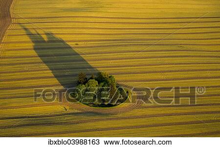 "Harvested field with group of trees and long shadows, Stuer, Mecklenburg-Western Pomerania, Germany, Europe" View Large Photo Image Stock Image - "Harvested field with group of trees and long shadows, Stuer, Mecklenburg-Western Pomerania, Germany, Europe". Fotosearch