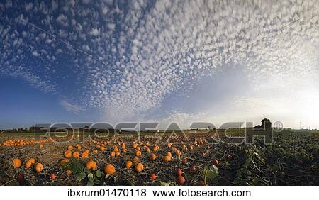 Harvested pumpkins in a pumpkin field with fluffy clouds View Large Photo Image Stock Photo - Harvested pumpkins in a pumpkin field with fluffy clouds. Fotosearch