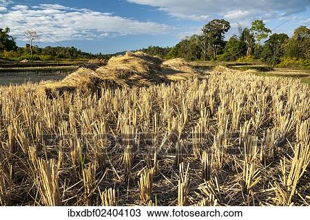 "Harvested rice paddies, Northern Thailand, Thailand, Asia" View Large Photo Image Stock Image - "Harvested rice paddies, Northern Thailand, Thailand, Asia". Fotosearch