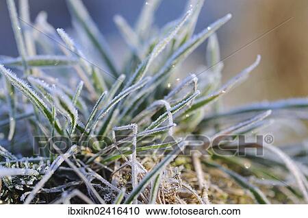 Hassock with hoarfrost View Large Photo Image Stock Image - Hassock with hoarfrost. Fotosearch