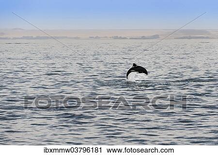 "Haviside's dolphin (Cephalorhynchus heavisidii) jumping in Walvis Bay, Namibia, Africa" View Large Photo Image Stock Image - "Haviside's dolphin (Cephalorhynchus heavisidii) jumping in Walvis Bay, Namibia, Africa". Fotosearch