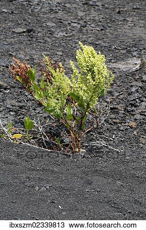 "Hawaiian Buckwheat, Lava Dock or Pawale (Rumex skottsbergii), Mauna Ulu, Hawaii Volcanoes National Park, Big Island, Hawaii, USA" View Large Photo Image Stock Image - "Hawaiian Buckwheat, Lava Dock or Pawale (Rumex skottsbergii), Mauna Ulu, Hawaii Volcanoes National Park, Big Island, Hawaii, USA". Fotosearch