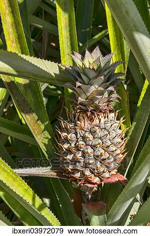 "Hawaiian pineapple (Ananas sp. ), Mo'orea, French Polynesia, Oceania" View Large Photo Image Stock Photo - "Hawaiian pineapple (Ananas sp. ), Mo'orea, French Polynesia, Oceania". Fotosearch