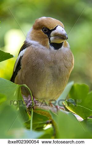 "Hawfinch (Coccothraustes coccothraustes), female, perched on a Ginkgo tree, Genthin, Saxony-Anhalt, Germany, Europe" View Large Photo Image Picture - "Hawfinch (Coccothraustes coccothraustes), female, perched on a Ginkgo tree, Genthin, Saxony-Anhalt, Germany, Europe". Fotosearch