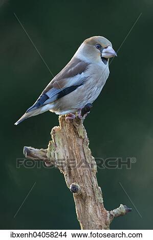 Picture - "Hawfinch (Coccothraustes coccothraustes), Emsland, Lower Saxony, Germany, Europe". Fotosearch