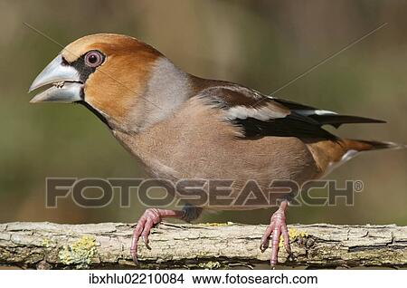 Picture - "Hawfinch (Coccothraustes coccothraustes), Untergroeningen, Baden-Wuerttemberg, Germany, Europe". Fotosearch