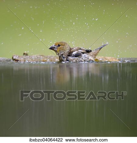 "Hawfinch (Coccothraustes coccothraustes), young bird, bathing, Kiskunsag National Park, Hungary, Europe" View Large Photo Image Stock Image - "Hawfinch (Coccothraustes coccothraustes), young bird, bathing, Kiskunsag National Park, Hungary, Europe". Fotosearch