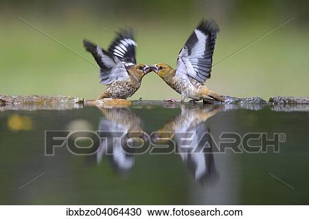 "Hawfinch (Coccothraustes coccothraustes), fighting young birds at the bird bath, with reflection, Kiskunsag National Park, Hungary, Europe" View Large Photo Image Stock Image - "Hawfinch (Coccothraustes coccothraustes), fighting young birds at the bird bath, with reflection, Kiskunsag National Park, Hungary, Europe". Fotosearch