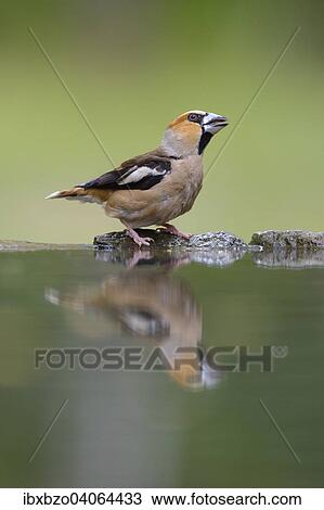 Stock Image - "Hawfinch (Coccothraustes coccothraustes), male, drinking, Kiskunsag National Park, Hungary, Europe". Fotosearch