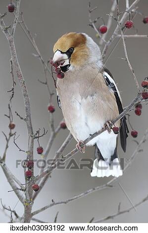 "Hawfinch (Coccothraustes coccothraustes) with fruit of the vibrunum bush (Viburnum sp. ) in its beak, Allgau, Swabia, Bavaria, Germany, Europe" View Large Photo Image Stock Image - "Hawfinch (Coccothraustes coccothraustes) with fruit of the vibrunum bush (Viburnum sp. ) in its beak, Allgau, Swabia, Bavaria, Germany, Europe". Fotosearch
